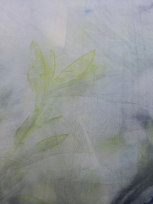 Sage leaves (purple sage) left imprints in different colours including this bright yellow on silk